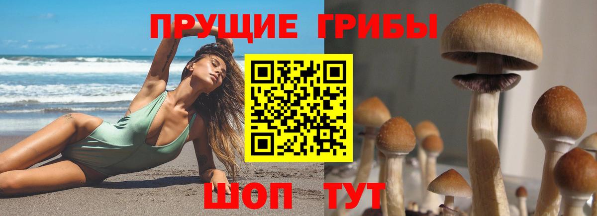 Новосибирск  Галлюциногенные грибы Psilocybine cubensis  Вход с VPN 